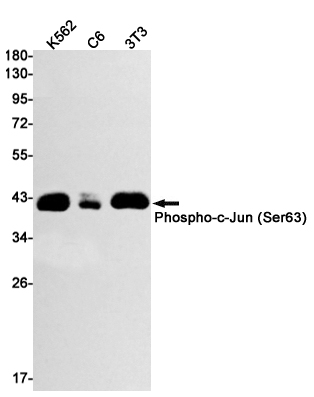 Western blot detection of Phospho-c-Jun (Ser63) in K562,C6,3T3 cell lysates using Phospho-c-Jun (Ser63) Rabbit mAb(1:1000 diluted).Predicted band size:36kDa.Observed band size:43kDa.