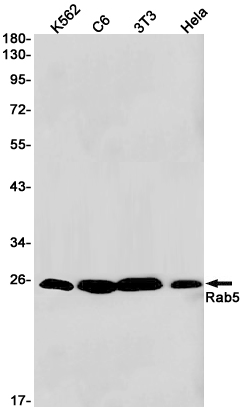 Western blot detection of Rab5 in K562,C6,3T3,Hela cell lysates using Rab5 Rabbit pAb(1:1000 diluted).Predicted band size:24kDa.Observed band size:24kDa.