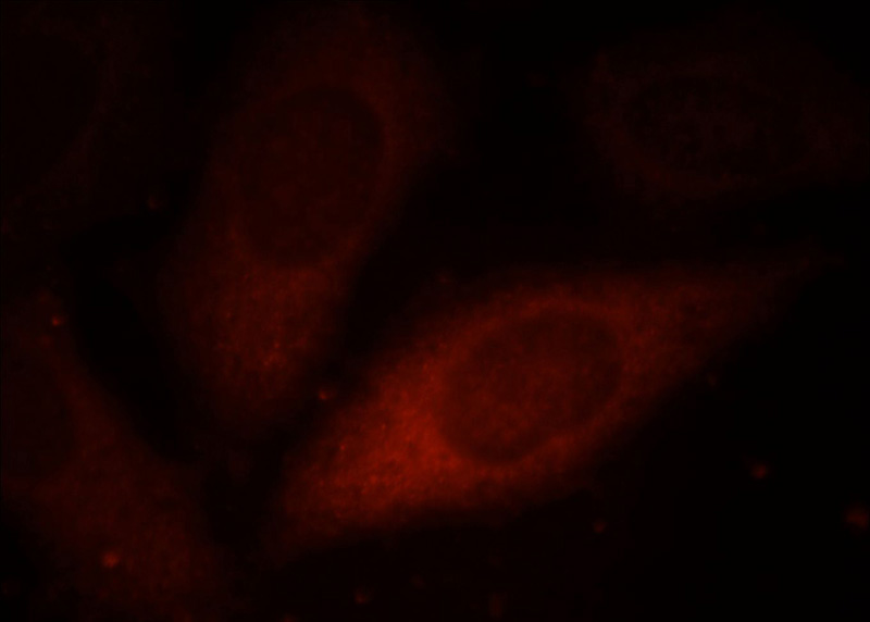 Immunofluorescent analysis of HepG2 cells, using PSMD7 antibody Catalog No:114245 at 1:25 dilution and Rhodamine-labeled goat anti-rabbit IgG (red).