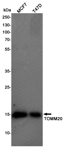 Western blot detection of TOMM20 in MCF7,T47D cell lysates using TOMM20 Rabbit pAb(1:1000 diluted).Predicted band size:16KDa.Observed band size:16KDa.