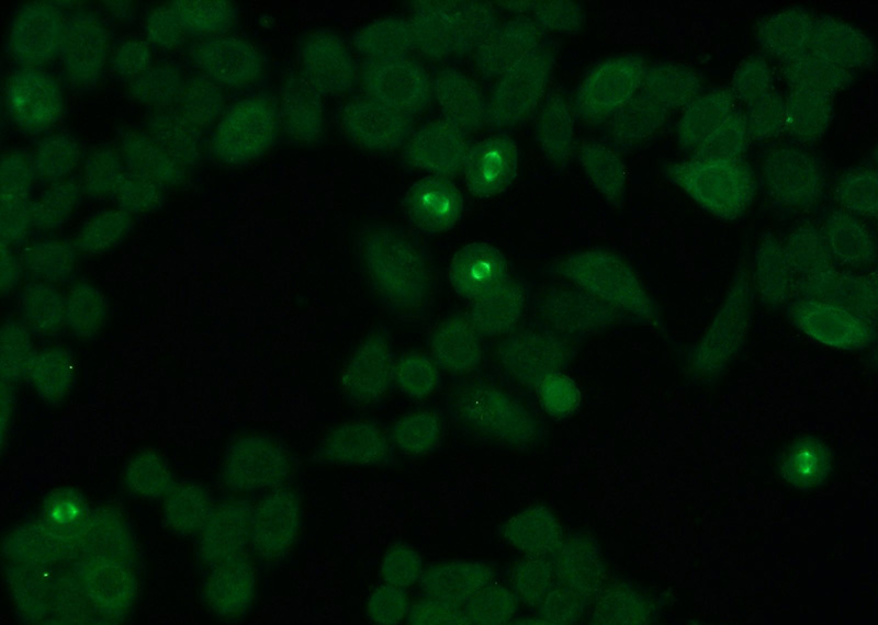 Immunofluorescent analysis of HeLa cells using Catalog No:109326(CKAP2 Antibody) at dilution of 1:50 and Alexa Fluor 488-congugated AffiniPure Goat Anti-Rabbit IgG(H+L)