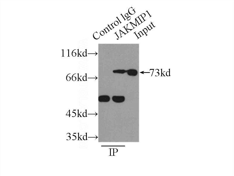 IP Result of anti-JAKMIP1 (IP:Catalog No:111880, 3ug; Detection:Catalog No:111880 1:1000) with Jurkat cells lysate 4000ug.