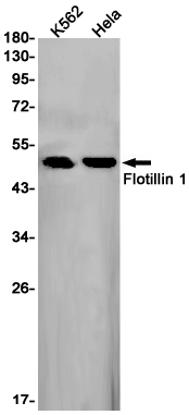 Western blot detection of Flotillin 1 in K562,Hela cell lysates using Flotillin 1 Rabbit pAb(1:1000 diluted).Predicted band size:47kDa.Observed band size:49kDa.