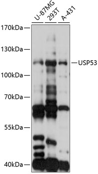 Western blot - USP53 Polyclonal Antibody 