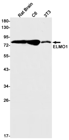 Western blot detection of ELMO1 in Rat Brain,C6,3T3 cell lysates using ELMO1 Rabbit pAb(1:1000 diluted).Predicted band size:84kDa.Observed band size:84kDa.