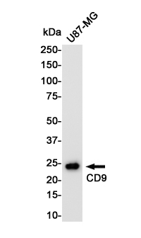 Western blot detection of CD9 in U87-MG cell lysates using CD9 Rabbit pAb(1:1000 diluted).Predicted band size:25KDa.Observed band size:25KDa.