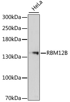 Western blot - RBM12B Polyclonal Antibody 