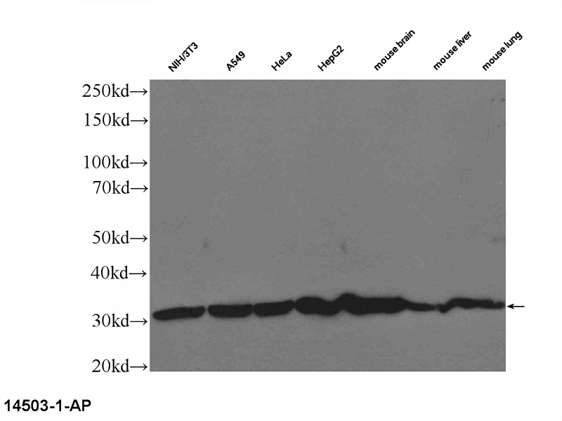 Multiple lysates were subjected to SDS PAGE followed by western blot with Catalog No:107658(14-3-3 Antibody) at dilution of 1:3000