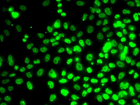 Immunofluorescence - RPA3 Polyclonal Antibody 