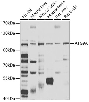Western blot - ATG9A Polyclonal Antibody 
