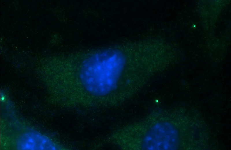 Immunofluorescent analysis of NIH/3T3 cells using Catalog No:113440(OSM Antibody) at dilution of 1:25 and Alexa Fluor 488-congugated AffiniPure Goat Anti-Rabbit IgG(H+L)
