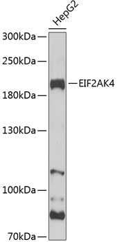 Western blot - EIF2AK4 Polyclonal Antibody 