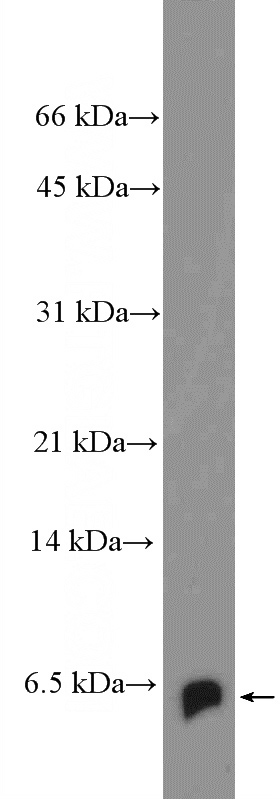 HepG2 cells were subjected to SDS PAGE followed by western blot with Catalog No:117212(BOLA2 Antibody) at dilution of 1:1000