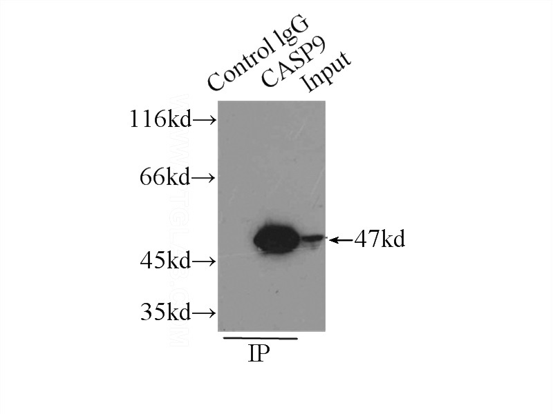 IP Result of anti-CASP9 (IP:Catalog No:108881, 3ug; Detection:Catalog No:108881 1:200) with HeLa cells lysate 2500ug.