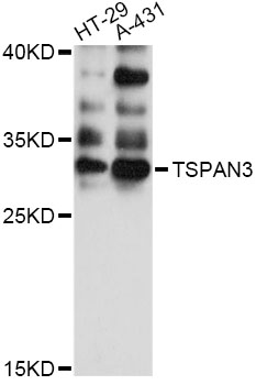 Western blot - TSPAN3 Polyclonal Antibody 