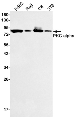 Western blot detection of PKC alpha in K562,Raji,C6,3T3 cell lysates using PKC alpha Rabbit pAb(1:1000 diluted).Predicted band size:75kDa.Observed band size:75kDa.