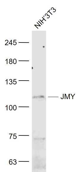 Fig1: Sample:; NIH/3T3(Mouse) Cell Lysate at 30 ug; Primary: Anti- JMY at 1/1000 dilution; Secondary: IRDye800CW Goat Anti-Rabbit IgG at 1/20000 dilution; Predicted band size: 55/111 kD; Observed band size: 111 kD