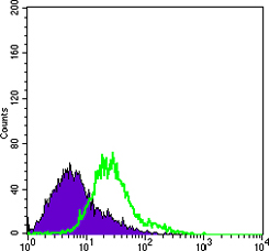 Flow cytometric analysis of Hela cells using BCL10 mouse mAb (green) and negative control (purple).