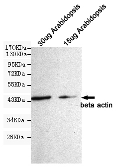 Western blot detection of beta actin in 15ug Arabidopsis and 30ug Arabidopsis cell lysates using beta actin mouse mAb (1:1000diluted).Predicted band size:45KDa.Observed band size:45KDa.