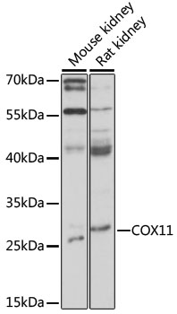 Western blot - COX11 Polyclonal Antibody 
