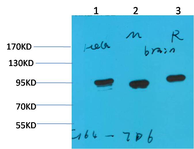 Western blot analysis of 1)Hela, 2)Mouse Brain Tissue, 3) Rat Brain Tissue with HSP90 a Mouse mAb diluted at 1:2,000.