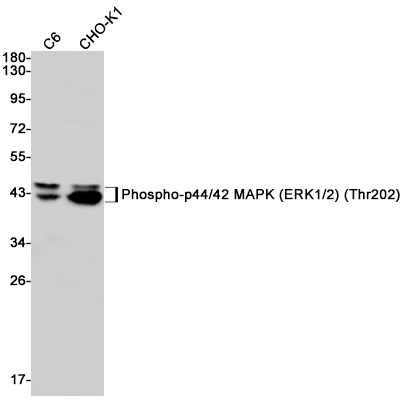 Western blot detection of Phospho-p44/42 MAPK (ERK1/2) (Thr202) in C6,CHO-K1 cell lysates using Phospho-p44/42 MAPK (ERK1/2) (Thr202) Rabbit mAb(1:1000 diluted).Predicted band size:41kDa.Observed band size:44,42kDa.