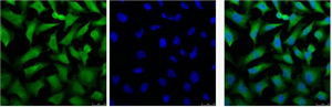 IF analysis of Hela, and DAPI (Right) diluted at 1:100.