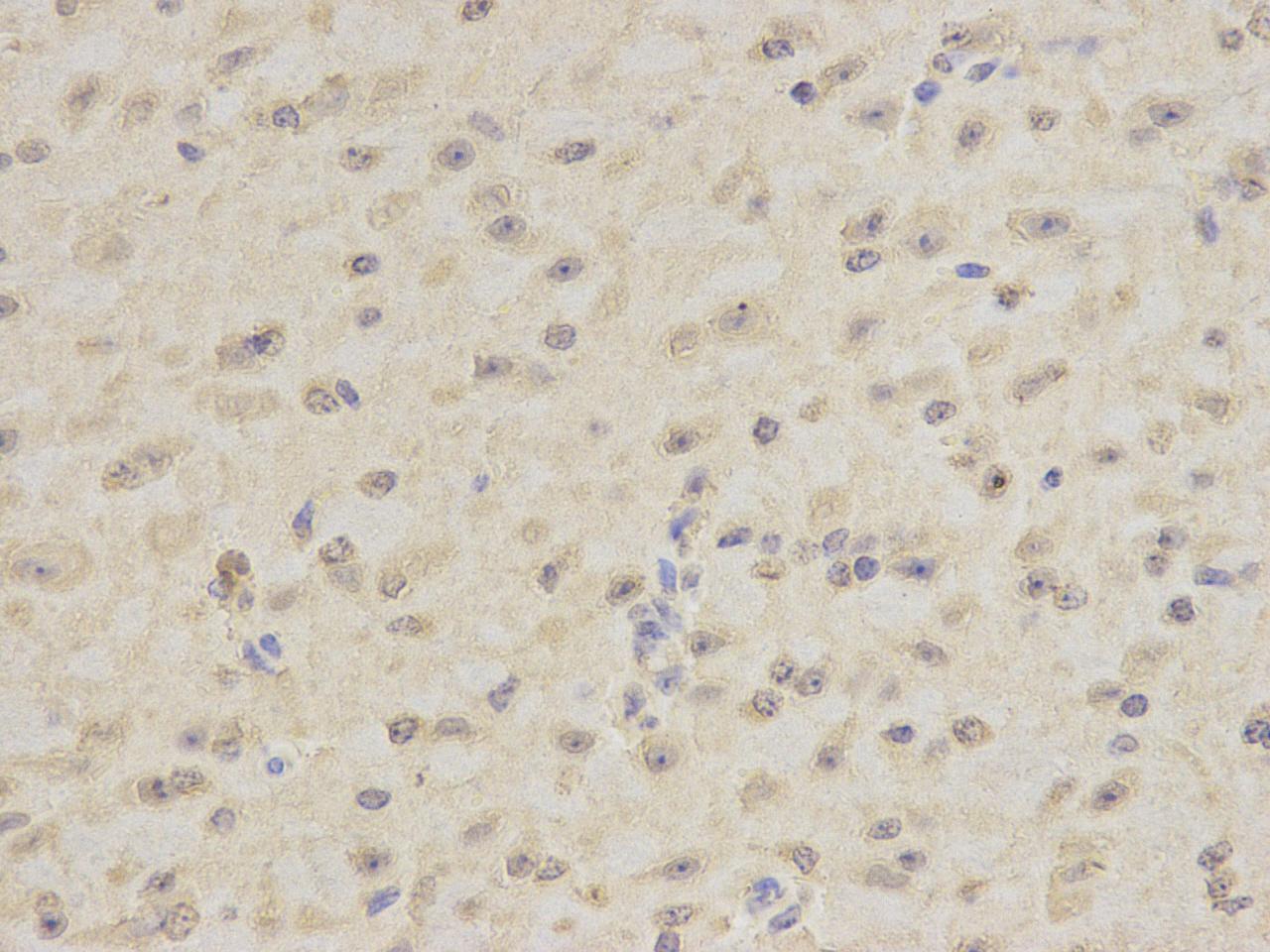 Fig4: Immunohistochemical analysis of paraffin-embedded mouse brain tissue using anti-DPY30 rabbit polyclonal antibody.