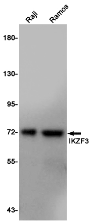 Western blot detection of IKZF3 in Raji,Ramos cell lysates using IKZF3 Rabbit pAb(1:1000 diluted).Predicted band size:58KDa.Observed band size:70KDa.