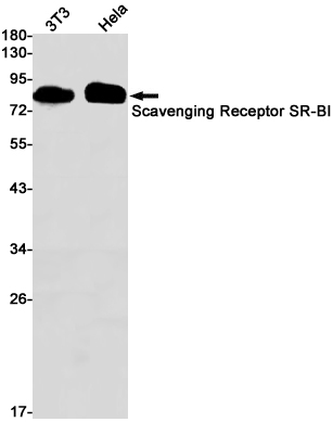 Western blot detection of Scavenging Receptor SR-BI  in 3T3,Hela cell lysates using Scavenging Receptor SR-BI  Rabbit pAb(1:1000 diluted).Predicted band size:61kDa.Observed band size:80kDa.