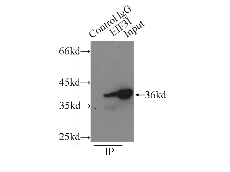 IP Result of anti-EIF3I (IP:Catalog No:110197, 3ug; Detection:Catalog No:110197 1:1000) with HEK-293 cells lysate 1500ug.