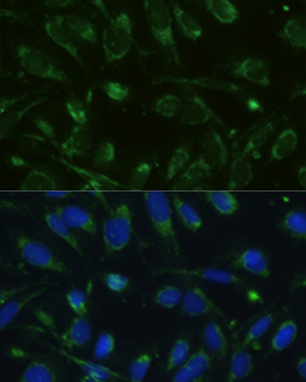Immunofluorescence - GLUD1 Polyclonal Antibody 