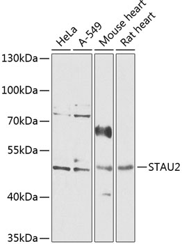 Western blot - STAU2 Polyclonal Antibody 