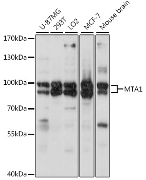 Western blot - MTA1 Polyclonal Antibody 