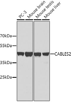 Western blot - CABLES2 Polyclonal Antibody 