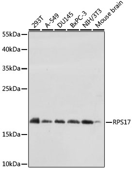Western blot - RPS17 Polyclonal Antibody 