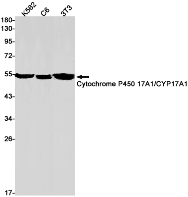 Western blot detection of Cytochrome P450 17A1/CYP17A1 in K562,C6,3T3 cell lysates using Cytochrome P450 17A1/CYP17A1 Rabbit pAb(1:1000 diluted).Predicted band size:57kDa.Observed band size:55kDa.