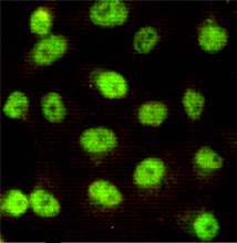 Immunocytochemistry of HeLa cells using HDAC3 mouse mAb (dilution 1:100).