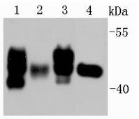 Fig1: Western blot analysis on different tissue lysates using anti-Rubisco activase rabbit polyclonal antibody.; Positive control:; Lane 1: Mulberry leaf; Lane 2: Rice; Lane 3: A. thaliana; Lane 4: Tabacum