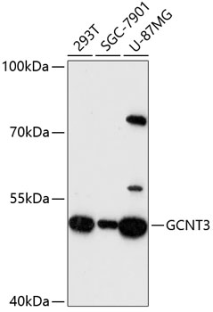 Western blot - GCNT3 Polyclonal Antibody 