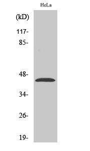 Fig1:; Western Blot analysis of various cells using LPAAT-δ Polyclonal Antibody diluted at 1: 500
