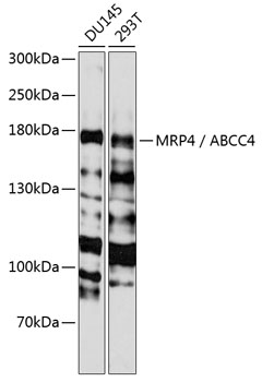 Western blot - MRP4 / ABCC4 Polyclonal Antibody 