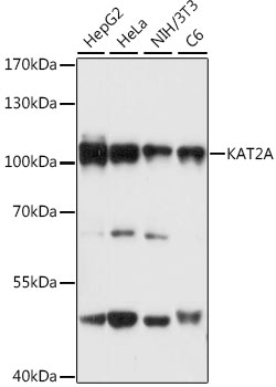 Western blot - KAT2A Polyclonal Antibody 