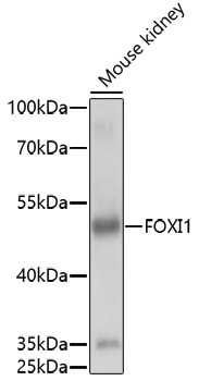 Western blot - FOXI1 Polyclonal Antibody 