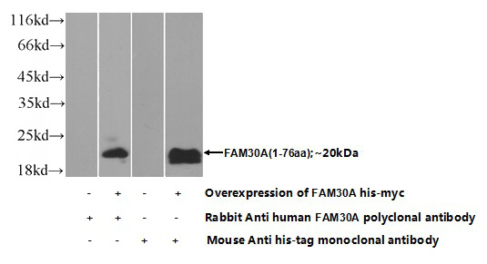 Transfected HEK-293 cells were subjected to SDS PAGE followed by western blot with Catalog No:112043(FAM30A Antibody) at dilution of 1:700