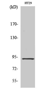 Fig1:; Western Blot analysis of various cells using CAGE-1 Polyclonal Antibody diluted at 1: 2000