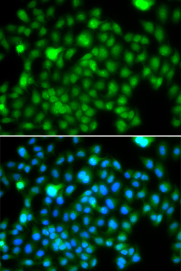 Immunofluorescence - N6AMT1 Polyclonal Antibody 
