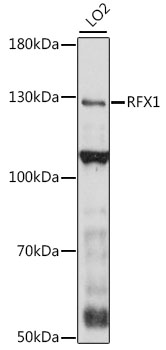 Western blot - RFX1 Polyclonal Antibody 