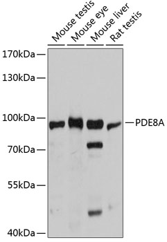 Western blot - PDE8A Polyclonal Antibody 