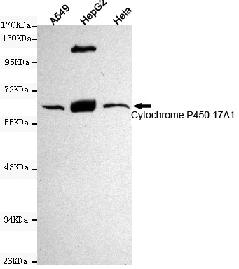 Western blot detection of Cytochrome P450 17A1 in Hela,HepG2 and A549 cell lysates using Cytochrome P450 17A1 mouse mAb (1:1000 diluted).Predicted band size:60KDa.Observed band size:60KDa.